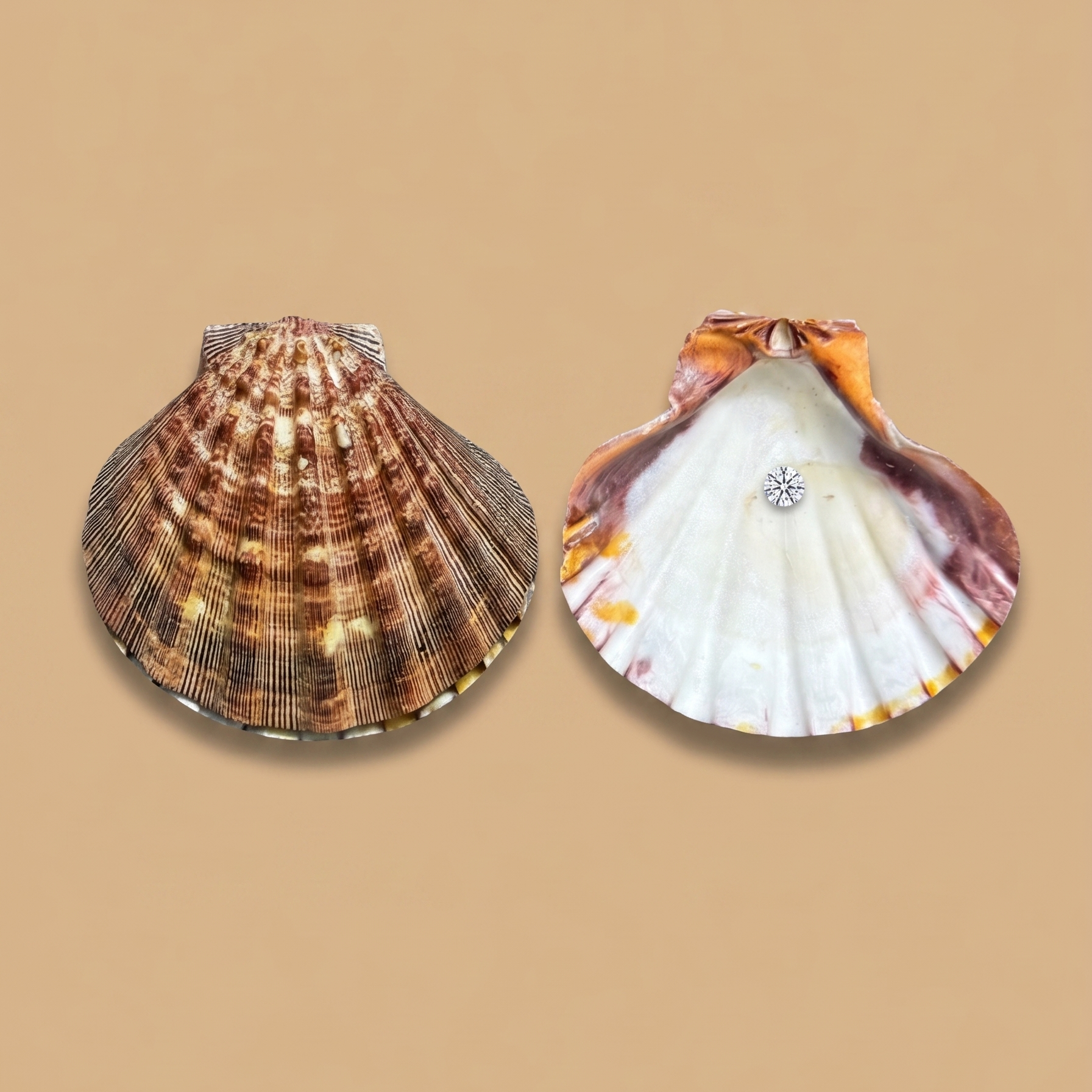 Natural Goan Scallop Shell