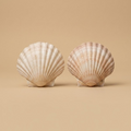 24-Piece Authentic Shell Pack – Premium Scallop Shells for Crafts & Decor