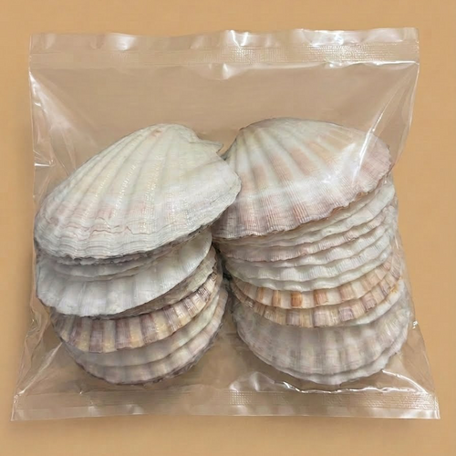 24-Piece Authentic Shell Pack – Premium Scallop Shells for Crafts & Decor