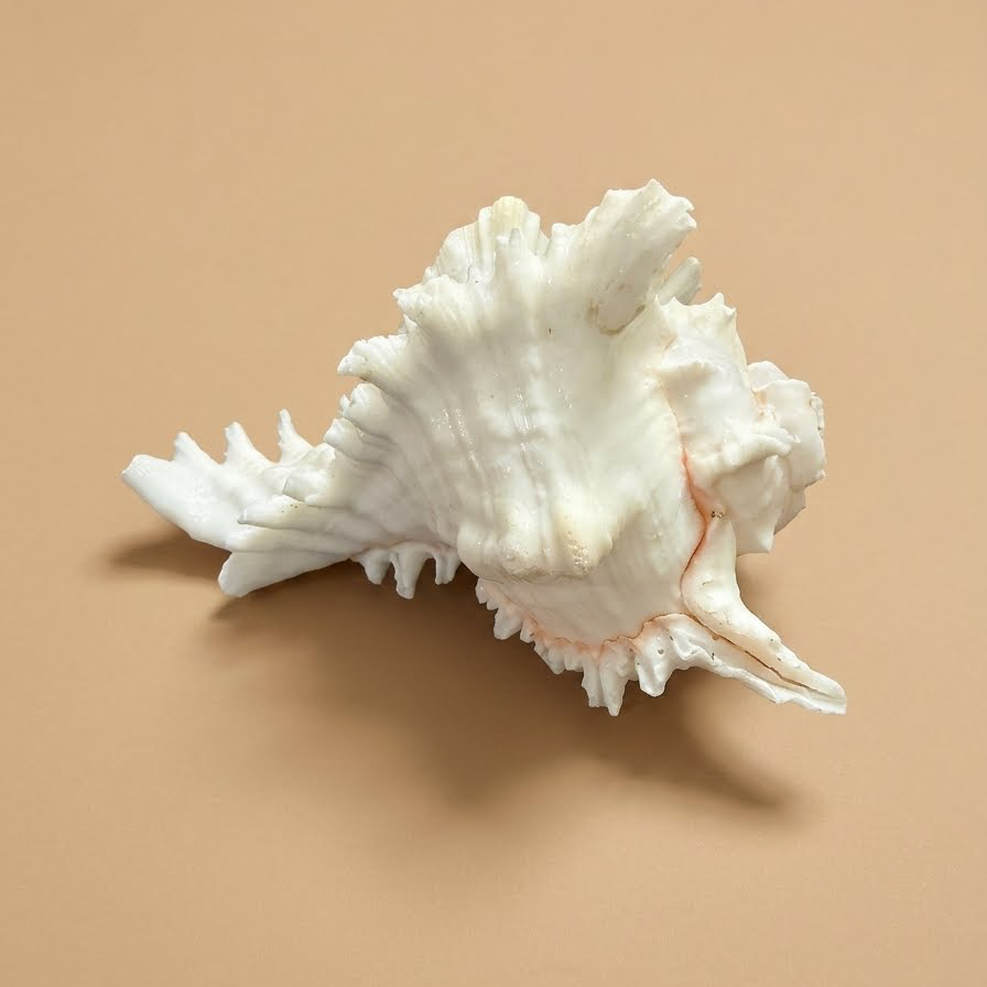 Natural White Murex Shell – Authentic Goan Souvenir & Sacred Puja Shankh