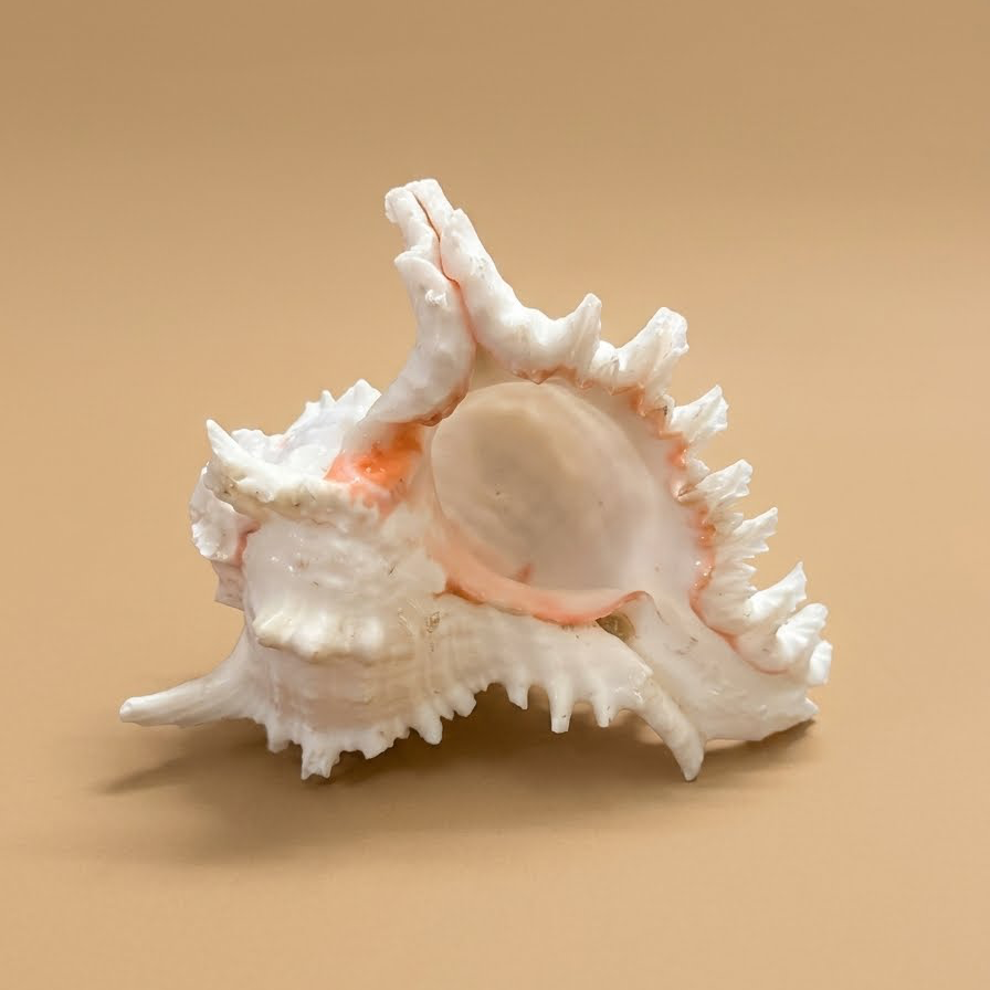 Natural White Murex Shell – Authentic Goan Souvenir & Sacred Puja Shankh