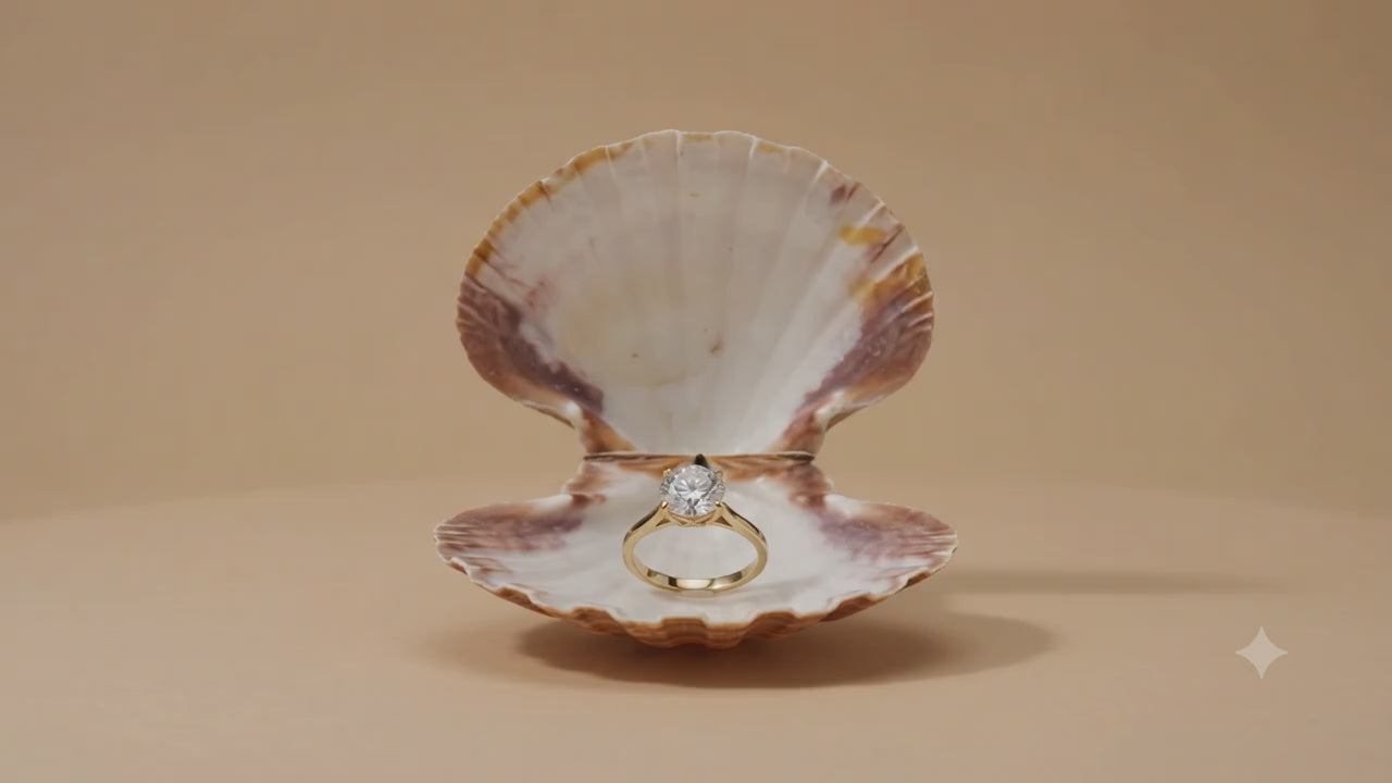 Natural Goan Scallop Shell